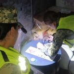 Marina decomisa 314 litros de precursores químicos en recinto portuario de Topolobampo, Sinaloa