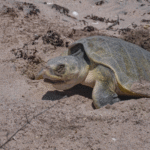 Protegen más de 16 mil huevos de tortuga en costas de Tamaulipas