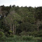 Superficie forestal mundial se redujo en 41 millones de hectáreas entre 2015 y 2025