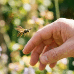 Aumentan picaduras de abejas y avispas en Nuevo León durante 2026